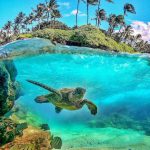 Turtoise swimming in Seychelles sea